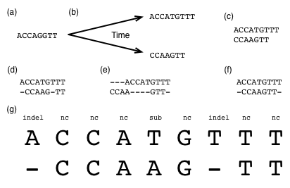 _images/pairwise-alignment-1.png