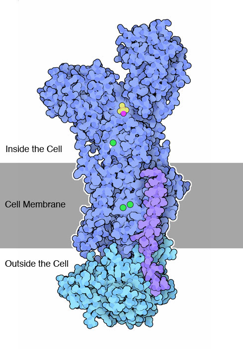 _images/pdb-1.jpg